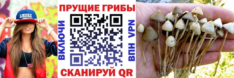 kraken tor  где купить наркоту  Отрадное  Псилоцибиновые грибы мухоморы 